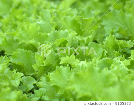 Lettuce under cultivation 9105553
