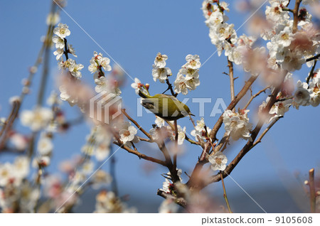 Ume and Ugui 9105608