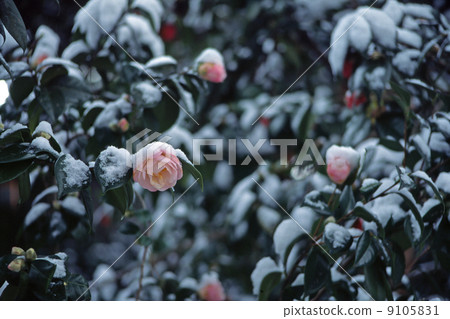 山茶花在雪地裡 9105831