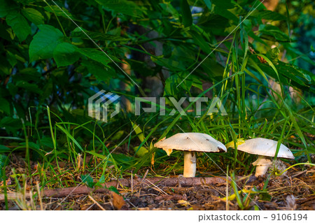 White  Mushrooms 9106194