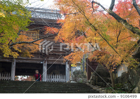 Late autumn Goto mountain bamboo temple Shikoku Shrine Plant 88th place Thirty-first Buddhist temple 9106499