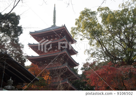 Late autumn Goto mountain bamboo temple Shikoku Shrine Plant 88th place Thirty-first Buddhist temple Late autumn Goto mountain bamboo temple Shikoku Shrine Plant 88th place Thirty-first Buddhist temple 9106502