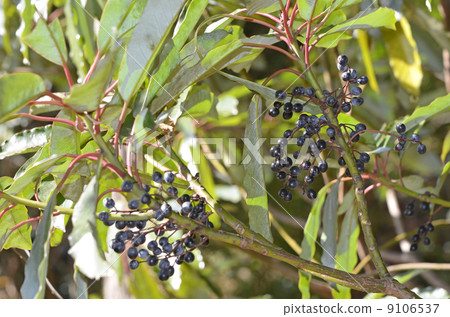 Yuzuriha水果 Yuzuriha水果 9106537