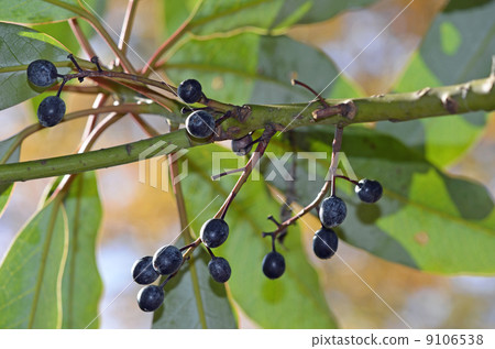 Yuzuriha fruit 9106538