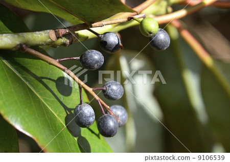 Yuzuriha fruit 9106539