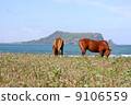 Jeju Island, Shiroyama Hiji peak 9106559