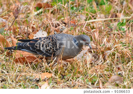 斑鳩 斑鳩 9106633