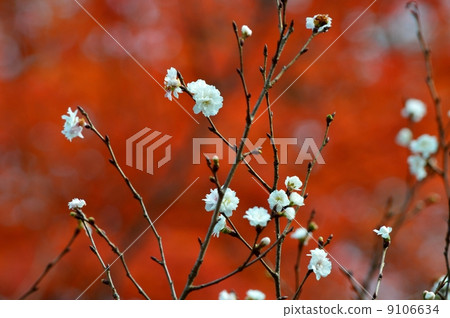 October cherry blossoms against the background of autumn leaves October cherry blossoms against the background of autumn leaves 9106634