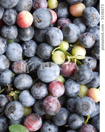 紫色系列藍莓 9106873