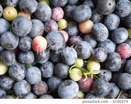 紫色系列藍莓 9106874