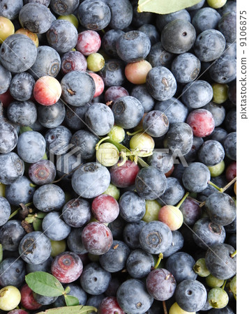 紫色系列藍莓 9106875