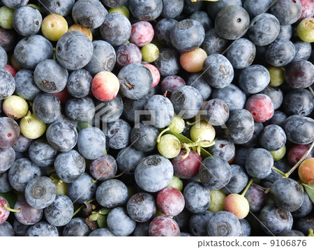 紫色系列藍莓 9106876