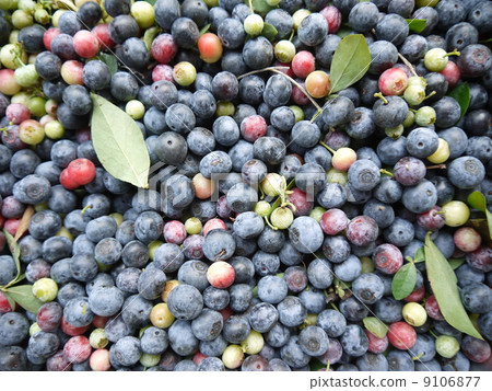 紫色系列藍莓 9106877