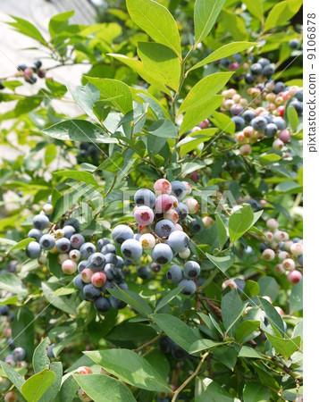 藍莓 9106878