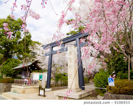 图库照片 松野神社的樱花