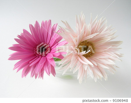 粉色非洲菊 粉色非洲菊 9106948