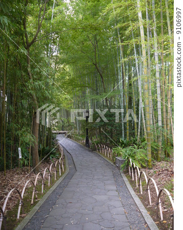 竹林小直徑 9106997