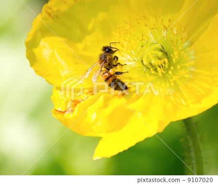 Working bees collecting pollen 9107020