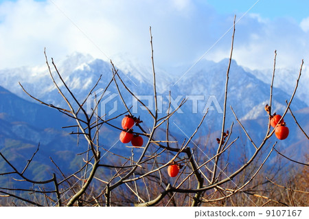 Persimmon remaining Persimmon remaining 9107167