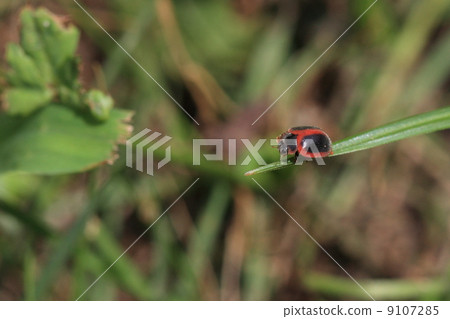 Creatures insects Beni heli tentou 9107285