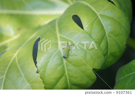 My name is Tsubasa Black Oyosho. 9107361