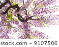 I look up at the wisteria 9107506