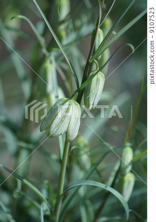 There seems to be a lot of things called bungeira lily shell mother (bait). 9107523