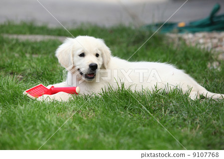 Gorgeous golden retriever puppy lying Gorgeous golden retriever puppy lying 9107768