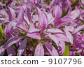 Azalea flower car 9107796