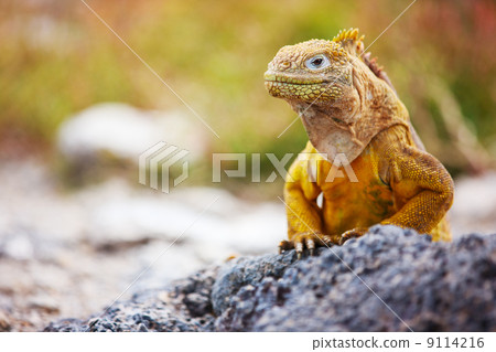 Land iguana 9114216