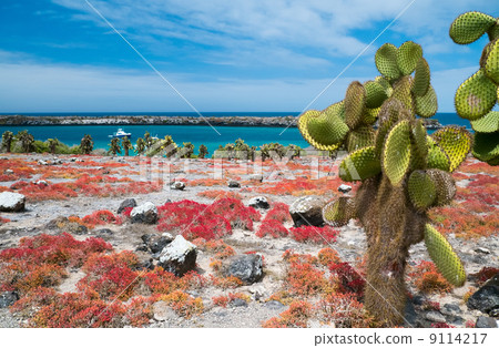 South Plaza island South Plaza island 9114217