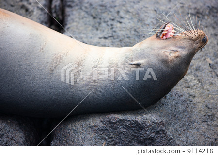 Sea Lion Sea Lion 9114218