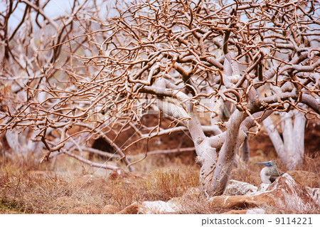 Blue footed booby under the tree 9114221