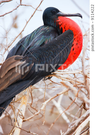 Male magnificent frigatebird 9114222