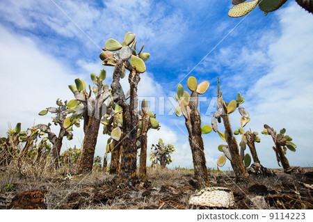 Opuntia cactus forest 9114223