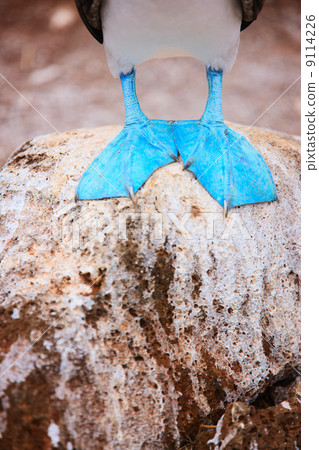Feet of blue footed booby 9114226