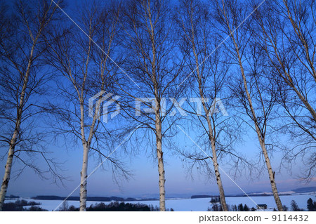白樺樹 9114432