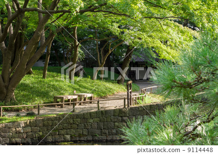 Pine and maple in Japanese garden Pine and maple in Japanese garden 9114448