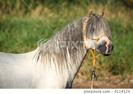 Potrait of gorgeous stallion which is bathing in river 9114529
