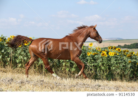 Beautiful horse running in front of sunflowers 9114530