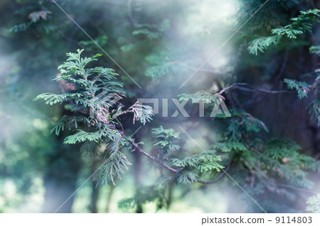 mysterious forest tree branches shallow focus background - emerald green and violet shades 9114803