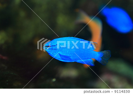 Ruri sparrow 9114830