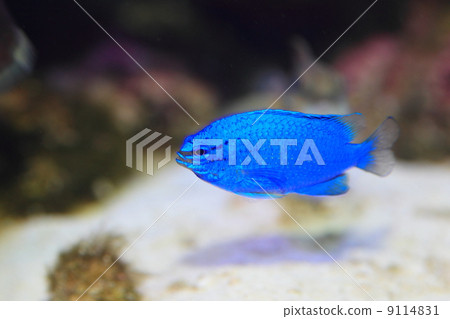 Ruri sparrow 9114831