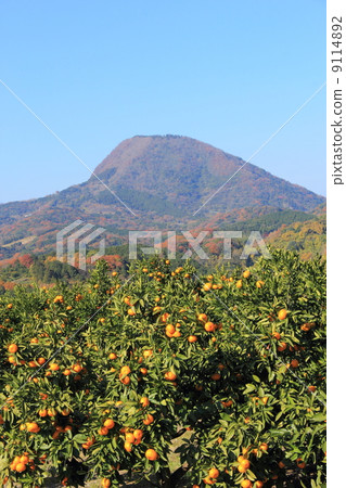 Mandarin orchard and Takasakiyama 9114892