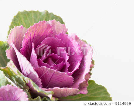 葉牡丹叫冬天玫瑰 葉牡丹叫冬天玫瑰 9114969