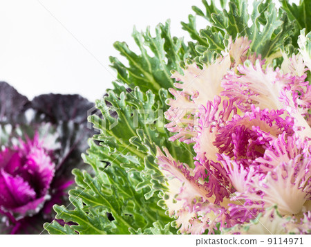 破碎的葉子留下牡丹 破碎的葉子留下牡丹 9114971