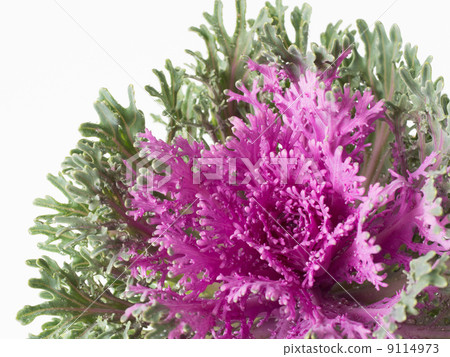 破碎的葉子留下牡丹 破碎的葉子留下牡丹 9114973