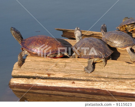 Turtle 9115023