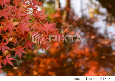 秋葉鎌倉八幡宮 9115068