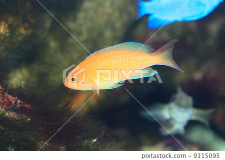 Madder eggplant 9115095